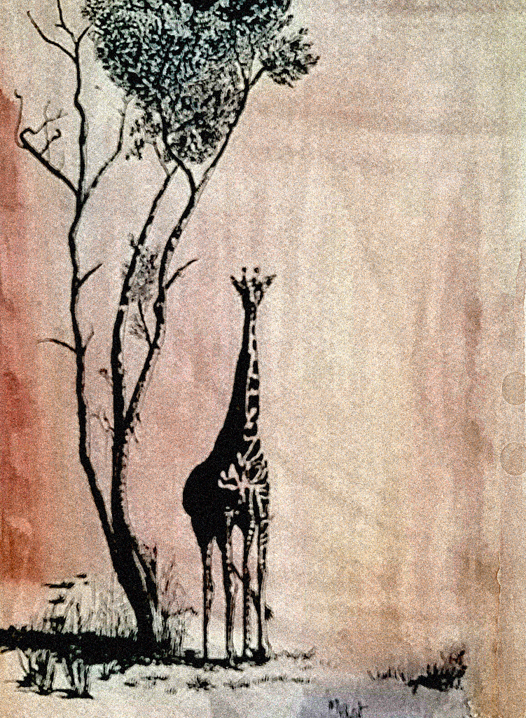 Giraffe, Maasai Mara 