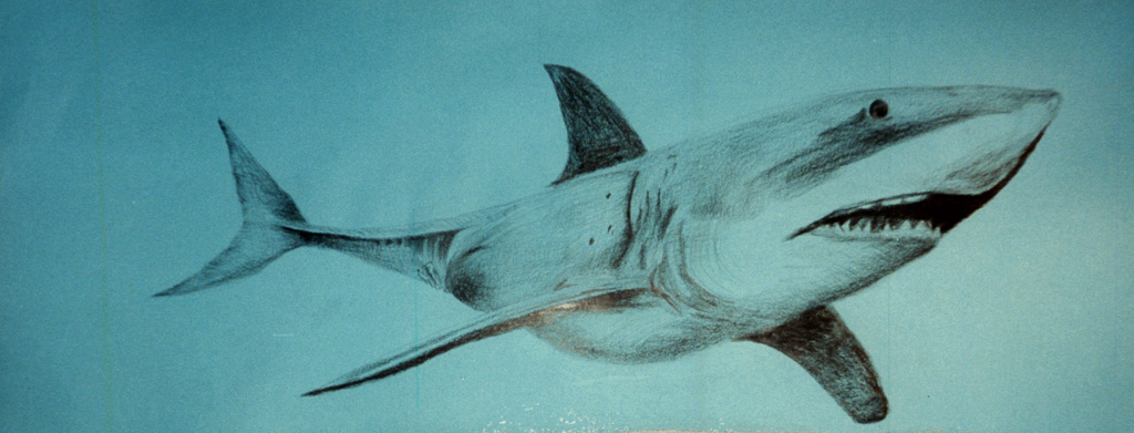 A Black Tipped Shark