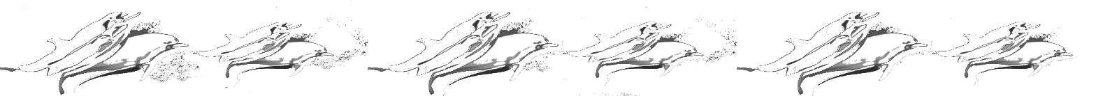 banner_dolphins